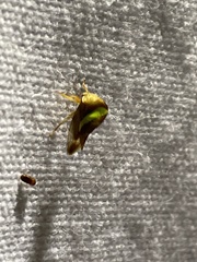 Smilia camelus
