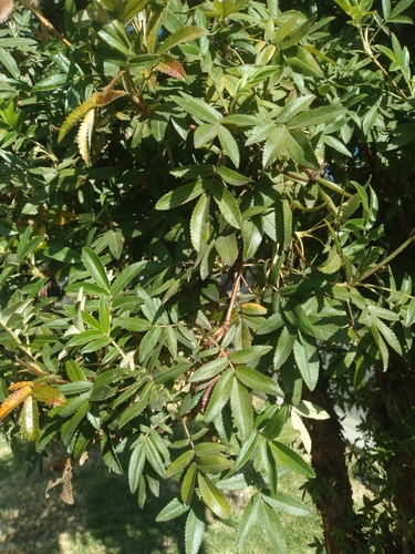 Polylepis neglecta