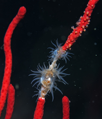 Amphianthus californicus