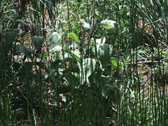 Asclepias speciosa