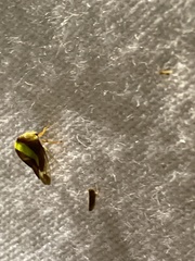 Smilia camelus