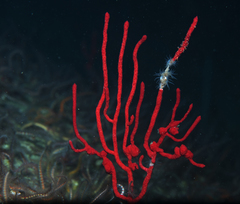 Leptogorgia chilensis