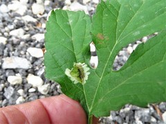 Calycomyza platyptera