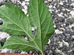 Calycomyza platyptera