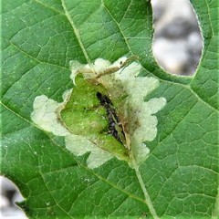 Calycomyza platyptera