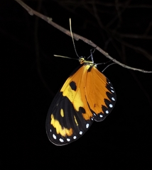 Mechanitis lysimnia macrinus