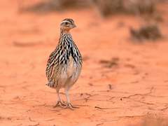 Coturnix pectoralis