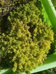 Sedum compactum