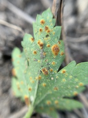 Puccinia modiolae