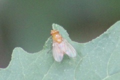 Neogriphoneura
