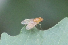 Neogriphoneura