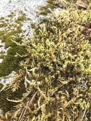 Homalothecium aureum