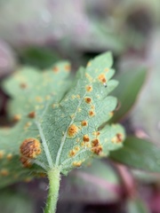 Puccinia modiolae