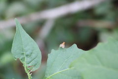 Neogriphoneura