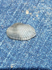 Anadara brasiliana