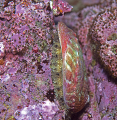 Haliotis walallensis