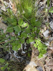 Parnassia grandifolia