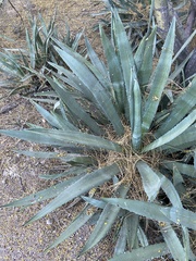 Agave murpheyi