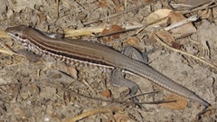 Aspidoscelis lineattissimus