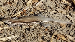 Aspidoscelis lineattissimus