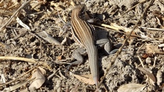 Aspidoscelis lineattissimus