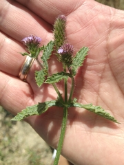 Verbena hispida