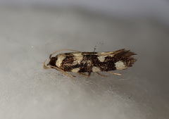 Macrobathra arrectella