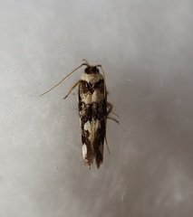 Macrobathra arrectella