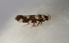 Macrobathra arrectella