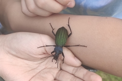 Carabus davidis