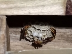 Polistes