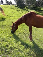 Equus caballus