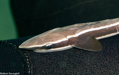 Whitefin Sharksucker photo 2