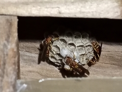 Polistes