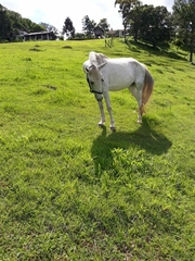 Equus caballus