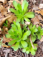 Crassuloideae