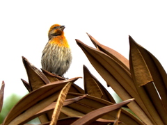 Haemorhous mexicanus