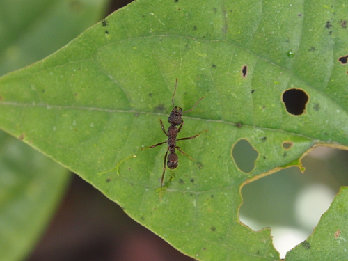 Ectatomma ruidum