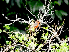 Pyrocephalus rubinus