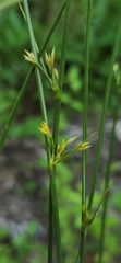 Juncus coriaceus