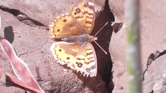 Junonia vestina