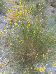 Genista spartioides