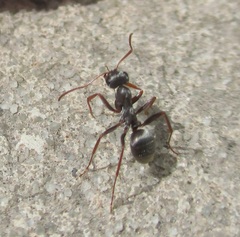 Formica