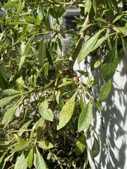 Dunalia brachyacantha