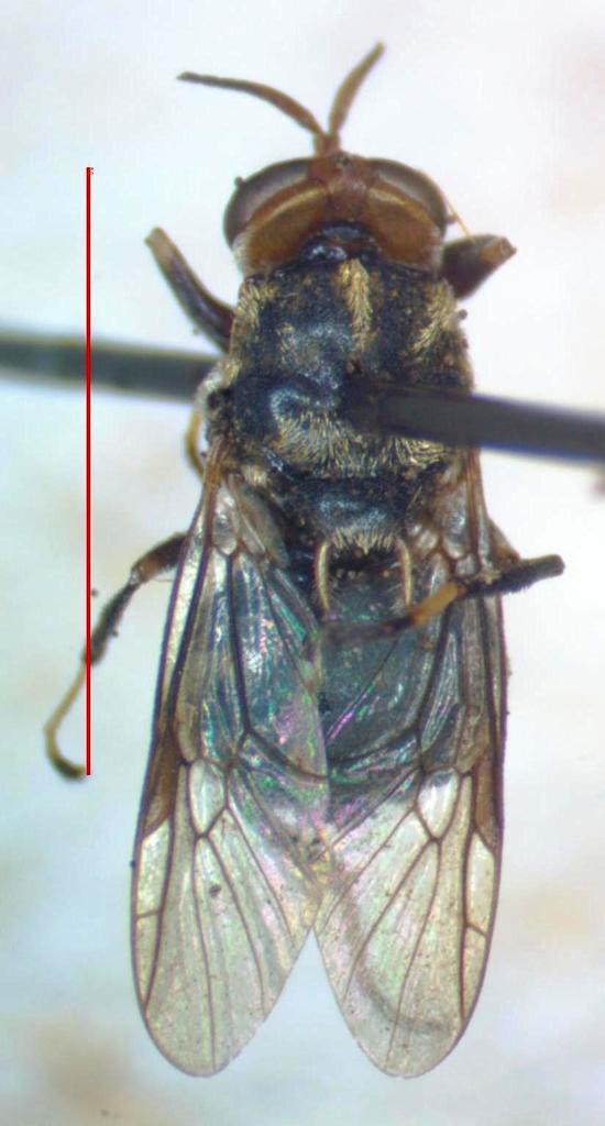 Cyphomyia pulchella