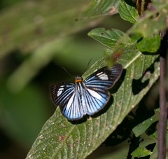 Pythonides lancea
