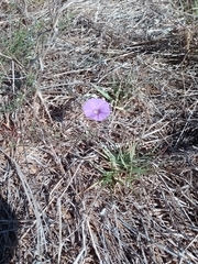 Ipomoea ternifolia leptotoma