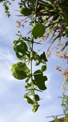Azima tetracantha
