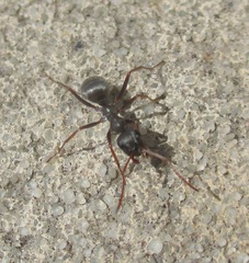 Formica