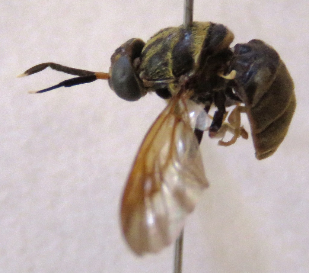 Hermetia anthidium
